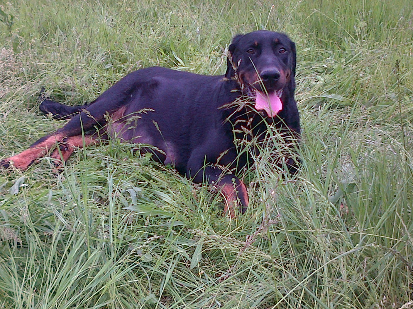 domainedelalicorne.fr Elevage de beauceron chiot beauceron pure race élevage du clos de la licorne elevage des gardiens de la licorne elevage beauceron noir et feu authentique gros gabarits élevage de Beauceron familial sérieux et qualité domainedelalicorne.fr suivi des chiots conseil d’éducation chiot propre bas rouge santé caractère spécialiste du beauceron noir et feu ou arlequin chien rustique berger de France  nos chiots sont élevés avec amour et attention notre passion au service de la qualité Beauceron de qualité et sportif domaine de la licorne 04380 BARRAS élevage en liberté éleveur berger de beauce élevage de beauceron de travail 